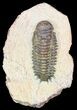 Bargain, Crotalocephalina Trilobite #55990-1